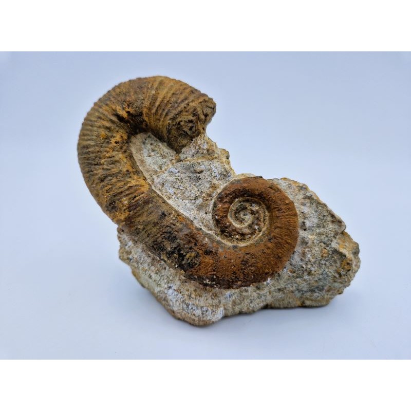 ammonite-deroulee-acrioceras