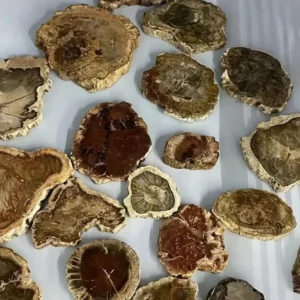 Bois Fossilisé – Tranche brute ou roulé