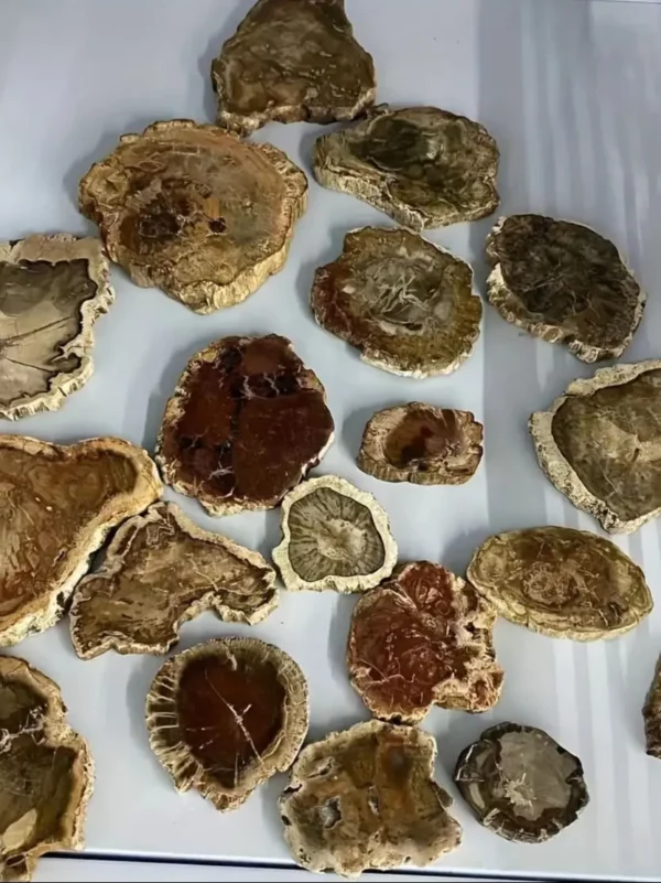 Bois Fossilisé – Tranche brute ou roulé